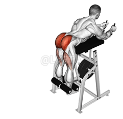 Lever Reverse Hyperextension demonstration