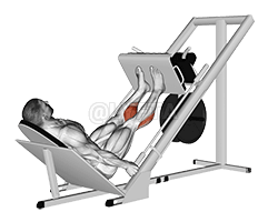 Sled 45° Calf Press demonstration