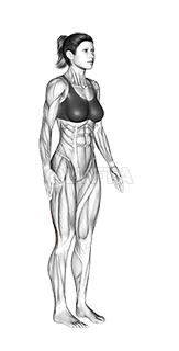 Standing Hamstring Stretch