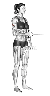 Thumbnail for the video of exercise: Band standing external shoulder rotation