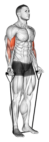 Band alternating biceps curl demonstration