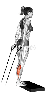 Thumbnail for the video of exercise: Band calf raise