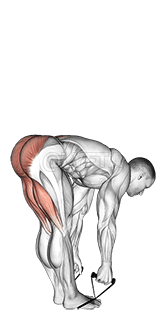 Band straight leg deadlift demonstration