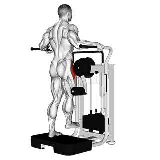 Thumbnail for the video of exercise: Abduzione dell'anca laterale della leva