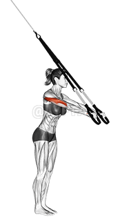 Suspension Triceps Extension