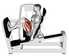 Lever Seated Squat demonstration
