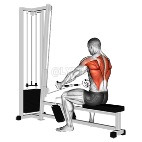 How to Do Cable Close Grip Seated Row: Muscles Worked & Proper