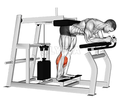 Lever Donkey Calf Raise demonstration