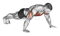 Flexión de mano ancha demonstration