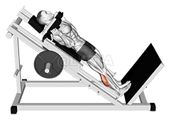 Hack Calf Raise demonstration