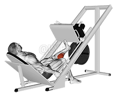 Sled One Leg Calf Press on Leg Press demonstration