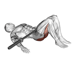 Barbell Glute Bridge demonstration