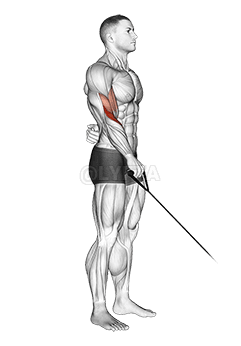Cable Reverse One Arm Curl demonstration