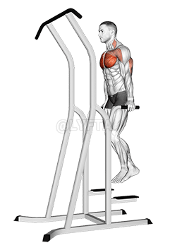 Chest Dip demonstration