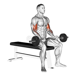 Seated Curls demonstration