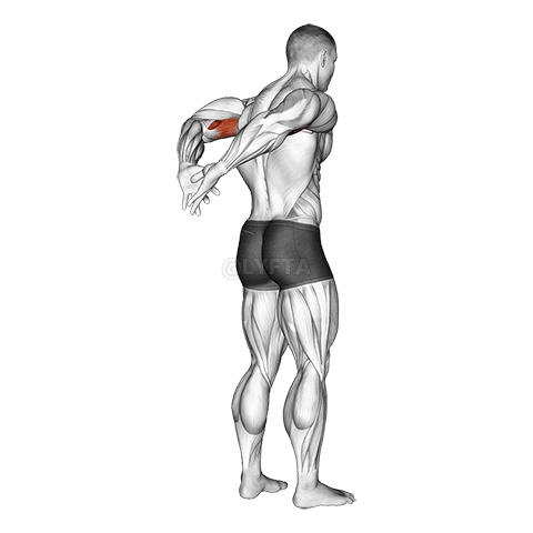 Thumbnail for the video of exercise: Biceps Stretch Behind The Back