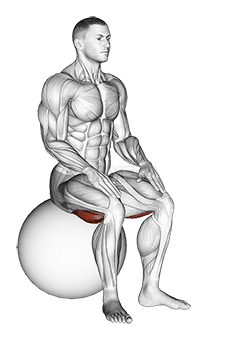 Thumbnail for the video of exercise: Exercise Ball Seated Hamstring Stretch