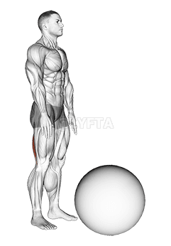Thumbnail for the video of exercise: Standing Straight Leg Hamstring Contract Relax on Exercise Ball