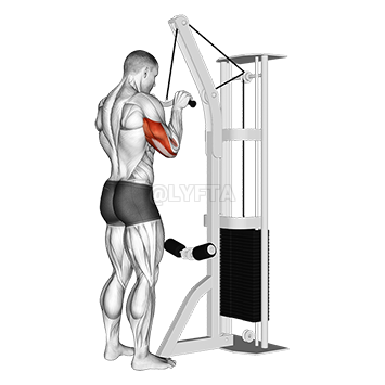 Image of Triceps Pushdown