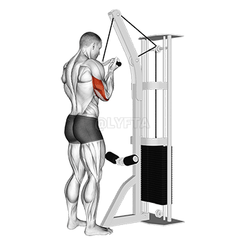 Reverse Grip Triceps Pushdown demonstration