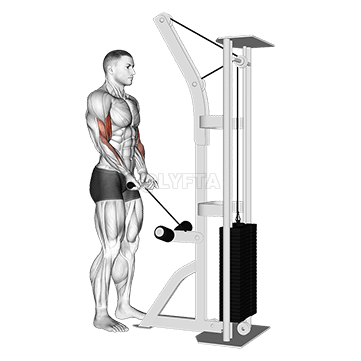 Close Grip Curl demonstration