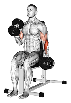 Dumbbell Alternate Seated Hammer Curl demonstration