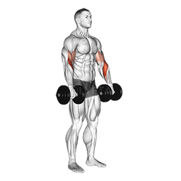 Biceps Curl Reverse