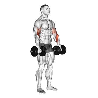 Biceps Curl Reverse demonstration