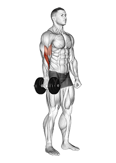 Dumbbell One Arm Standing Hammer Curl demonstration