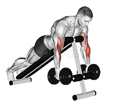 Dumbbell Prone Incline Hammer Curl demonstration