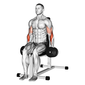 Seated Hammer Curl demonstration