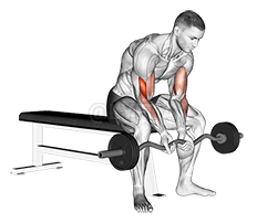 EZ Bar Seated Close Grip Concentration Curl demonstration