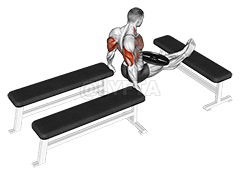 Weighted Three Bench Dips demonstration