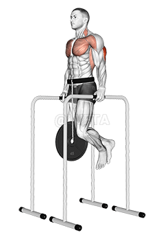 Weighted Triceps Dip on High Parallel Bars demonstration