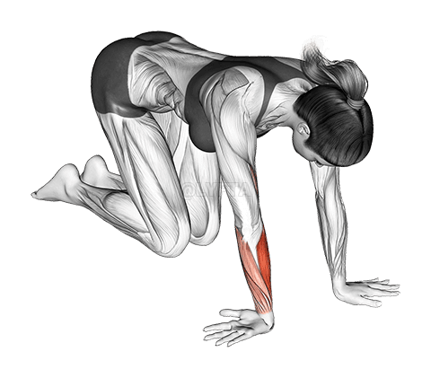 Wrist Ulnar Deviator And Extensor Stretch demonstration