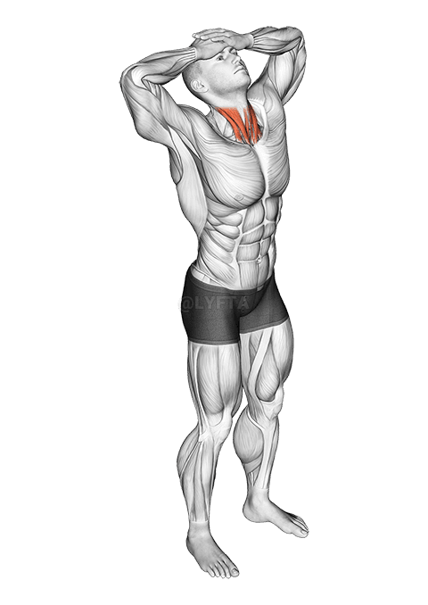 Neck Flexor Stretch demonstration