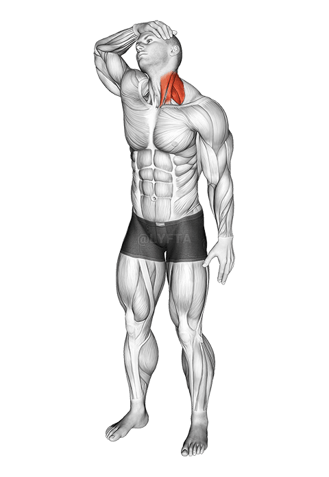 Neck Flexor And Rotational Stretch demonstration