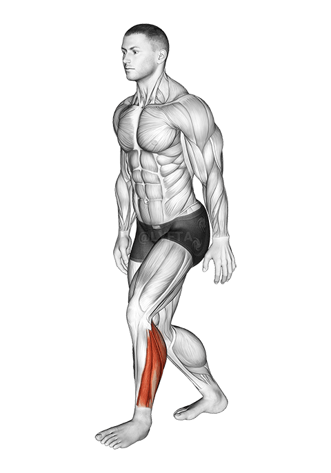 Thumbnail for the video of exercise: Standing Heel Back Achilles Stretch