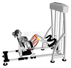 Lever Hip Thrust With Resistance Band demonstration