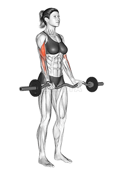 EZ Barbell Curl demonstration