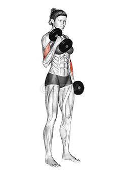 Dumbbell Hammer Curl demonstration