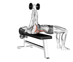 Dumbbell Straight Arm Pullover demonstration