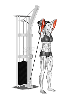 Cable Overhead Triceps Extension demonstration