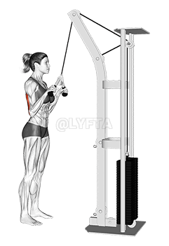 Cable Triceps Pushdown demonstration