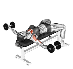 Dumbbell Fly demonstration