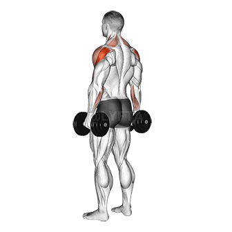 Dumbbell Rear Delt Raise demonstration