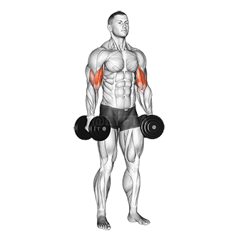 Dumbbell Standing Inner Biceps Curl demonstration