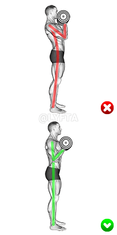 Biceps Curl - Arms Body demonstration