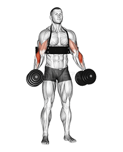 Dumbbell Hammer Curls demonstration