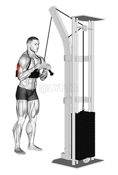 Cable Triceps Pushdown demonstration